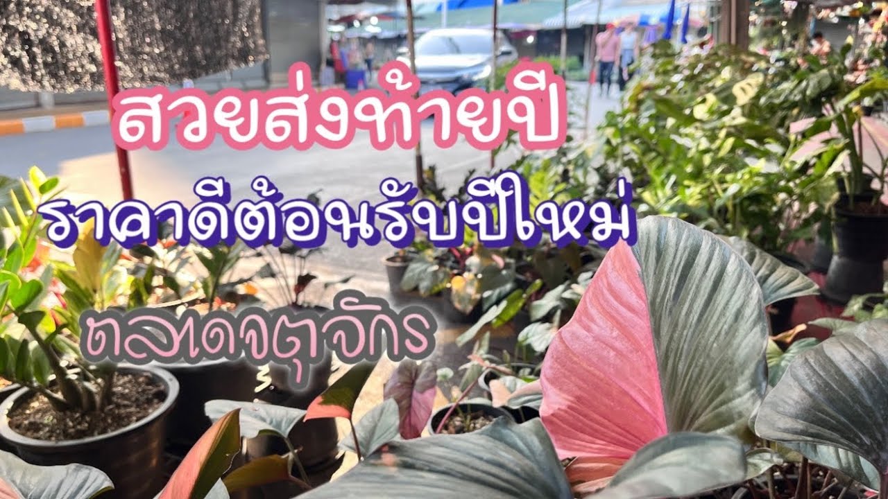 ต้นไม้เพียบ สวยส่งท้ายปี ราคาดีต้อนรับปีใหม่ ตลาดจตุจักร