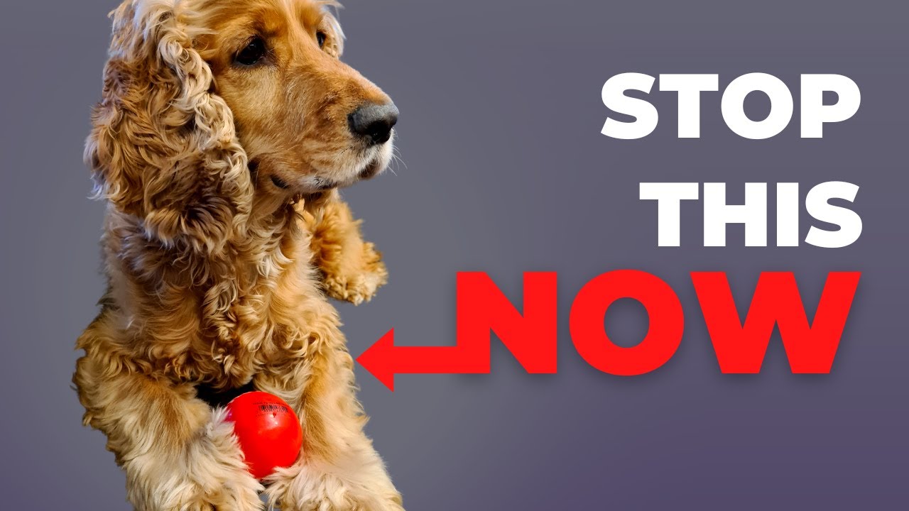 10 Things that Harm English Cocker Spaniel Without Knowing