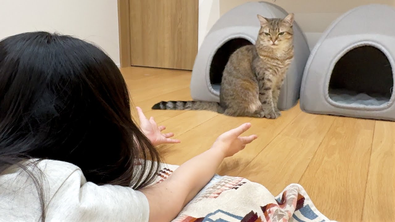 他の猫を構ってたら…すぐ隣で静かに怒ってる子がいた！