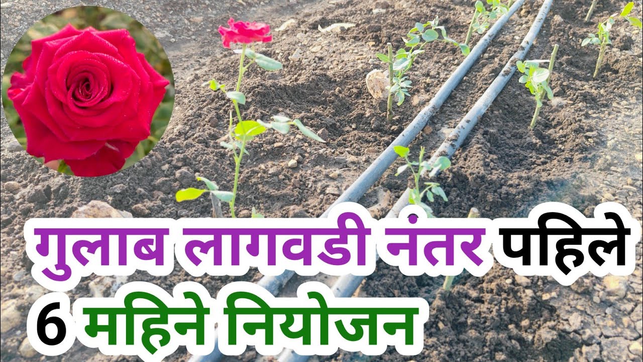 गुलाब बागेत रेकॉर्ड ब्रेक उत्पादनासाठी या गोष्टींचा अवलंब करा / Bordex gulab/