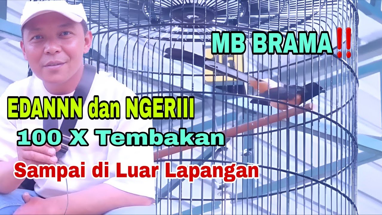 Murai Batu Brama‼️100 Kali Tembakan Tidak Ragu, Sampai di Luar Lapangan 10 Tahun di Rumah H. Munir
