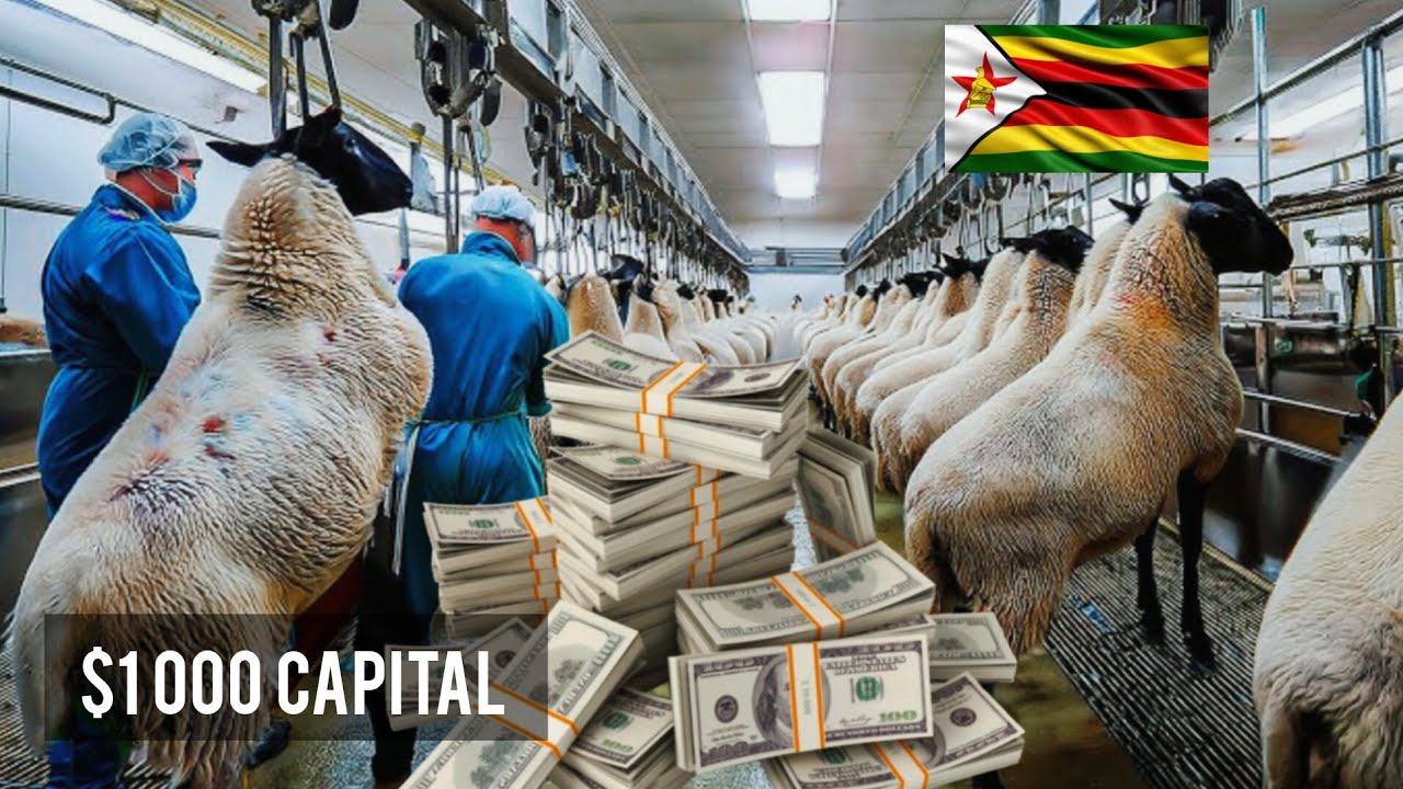 How Much Can You Make from Sheep Farming in Zimbabwe Starting with $1,000 Capital