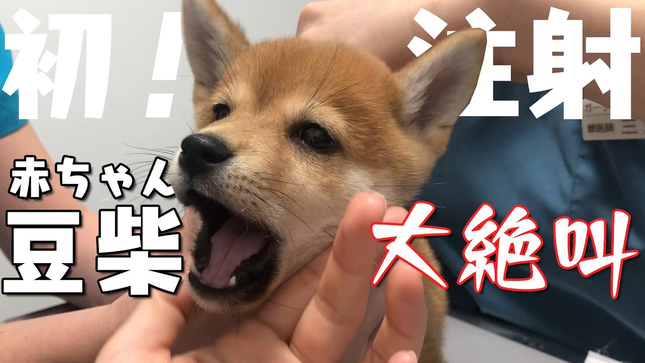幸太、はじめてのワクチン！【豆柴】【柴犬】【子犬】【生後2ヶ月】【注射】