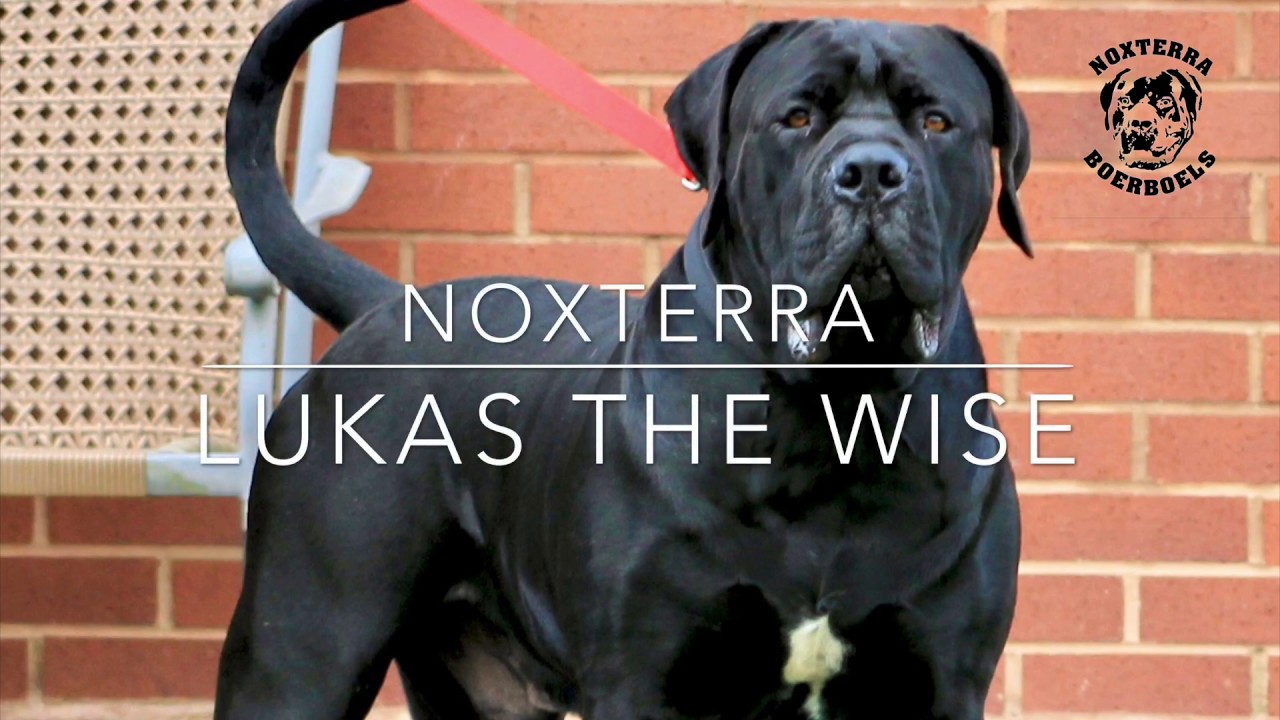 Lukas the Wise: The Best Black Boerboel in Europe? | NOXTERRA BOERBOELS