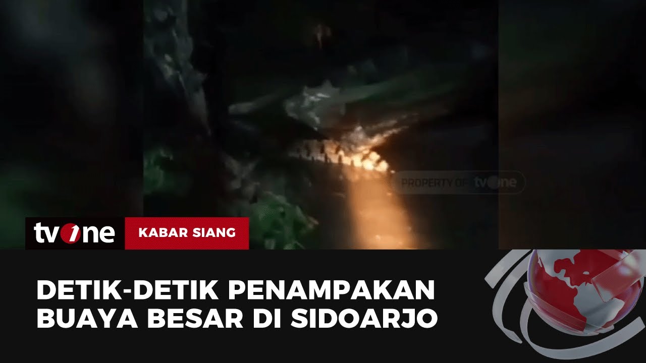 Geger Penampakan Buaya Besar di Sungai Kedungpeluk Sidoarjo | Kabar Siang tvOne