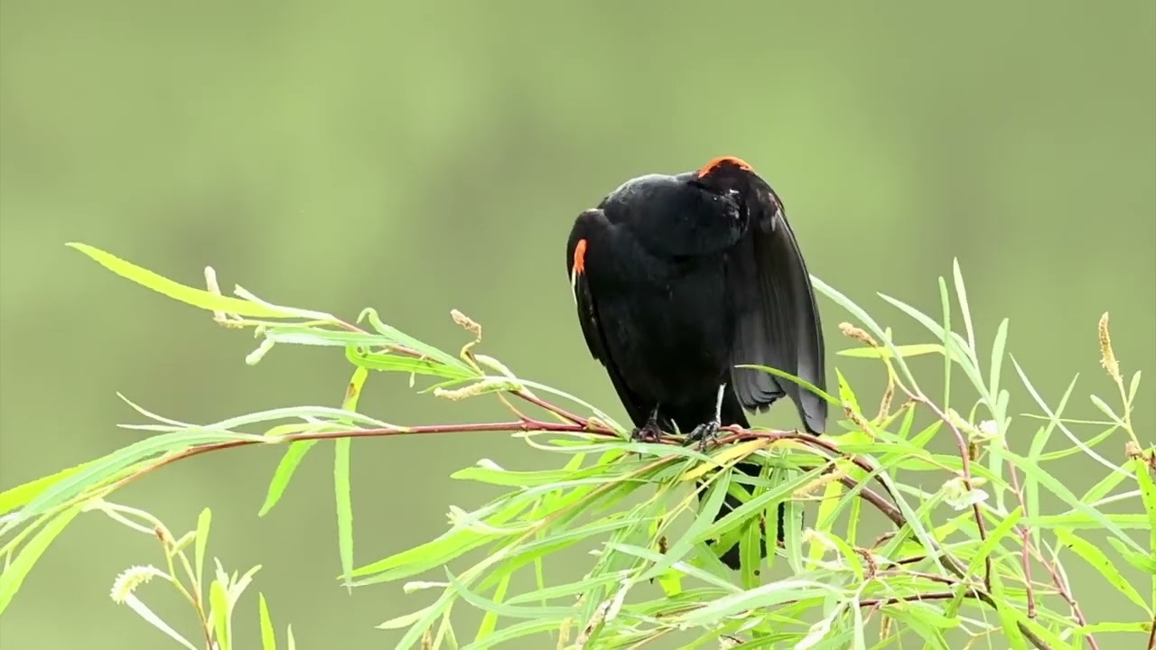 Red winged Blackbird-14 June 2025