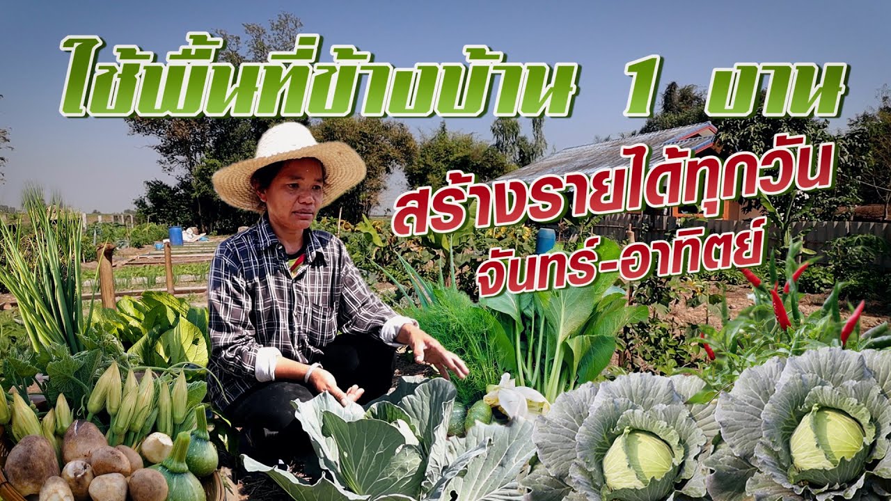 ใช้พื้นที่ข้างบ้าน 1 งาน สร้างรายได้ทุกวัน จันทร์-อาทิตย์ #เกษตรอารมณ์ดี