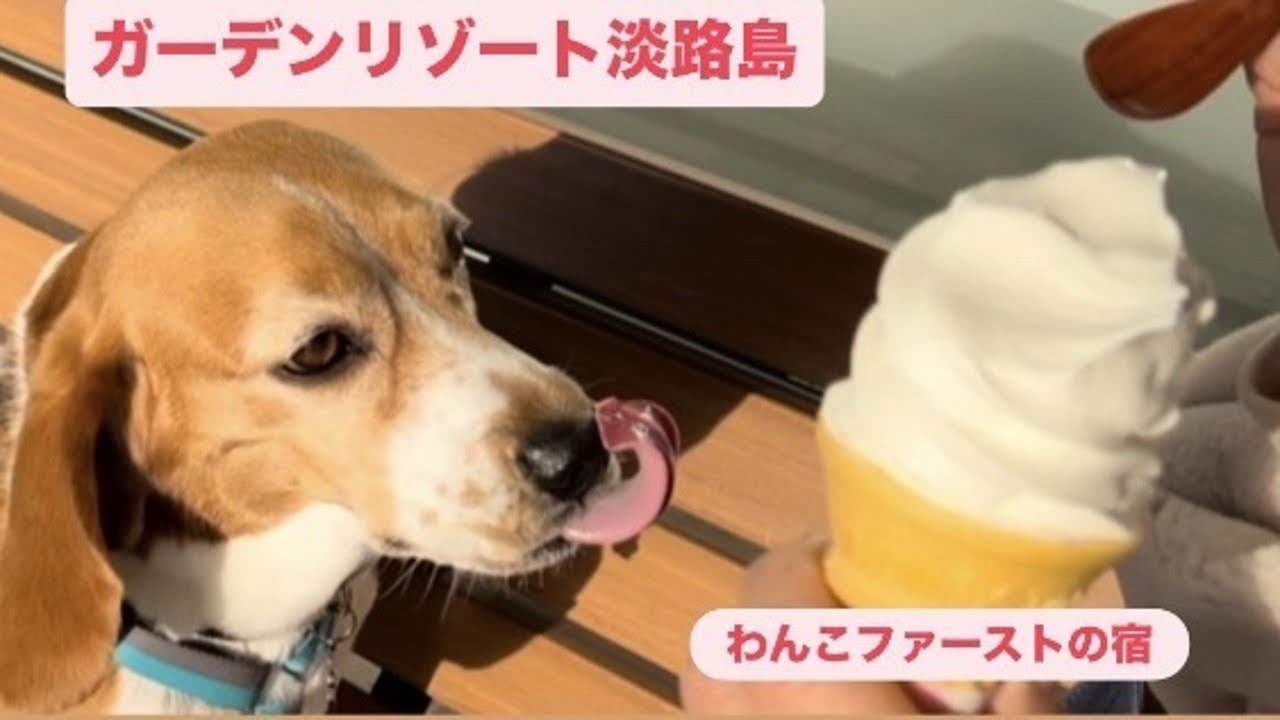 ガーデンリゾート淡路島ハナアンドキッス💞 #犬 #犬と泊まれる宿 #dog #いぬ 