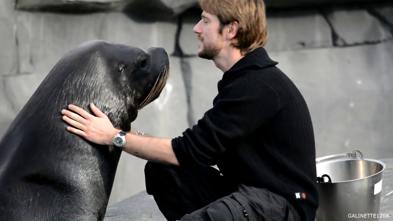 Animation des Otaries - Zoo de Paris 2017