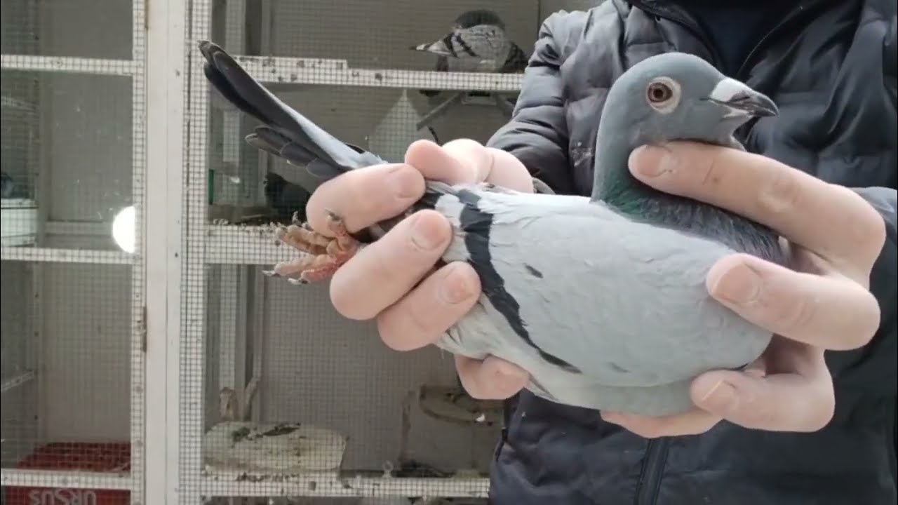 Prezentare pui licitatie Cazacu Alexandru! 