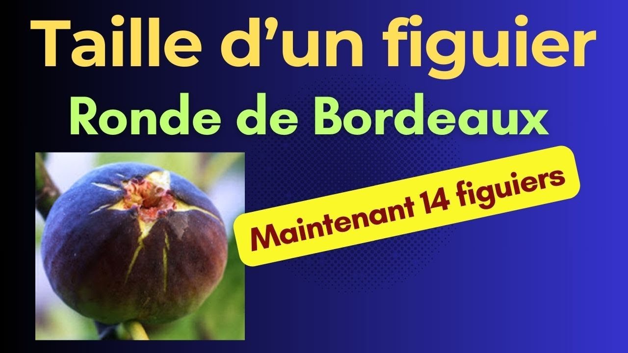 La taille d'hiver d'un figuier unif&egrave;re ronde de Bordeaux