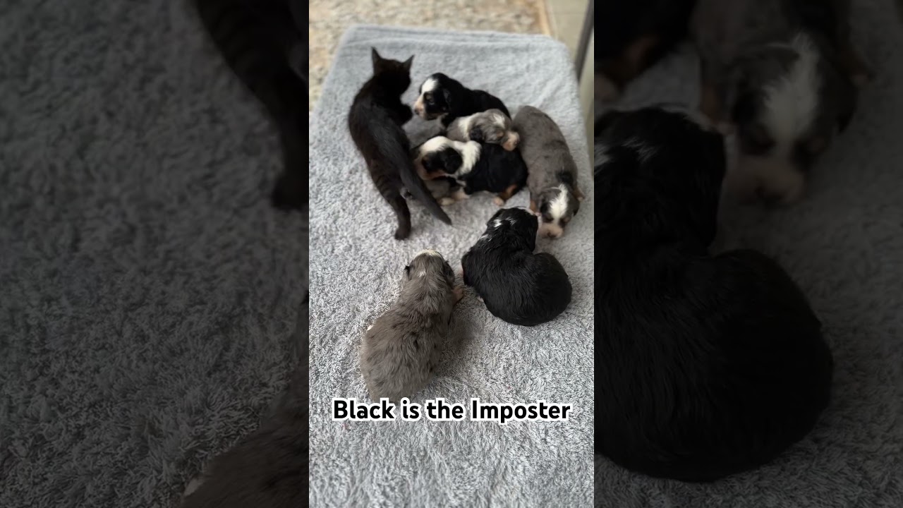 Cute Imposter, comment who you think it is!