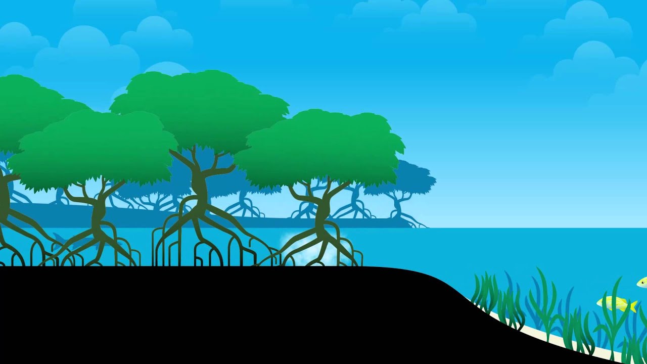 Animation of Parrotfish Life Cycle