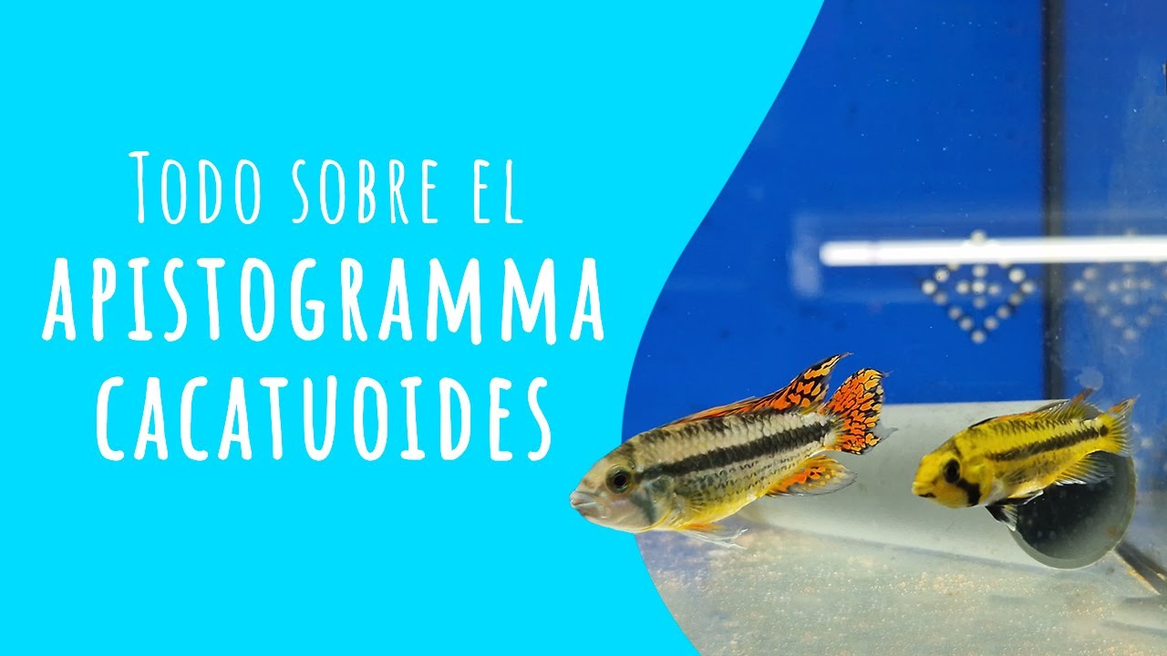 Ficha Apistogramma cacatuoides