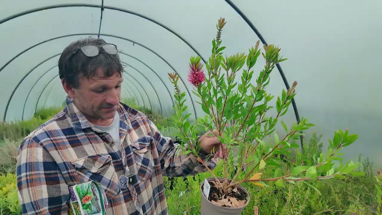 Callistemon varieties at Burncoose