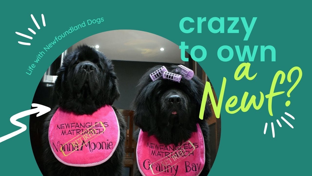 Crazy to own a Newfie? // Life with THE Newfoundland DOG