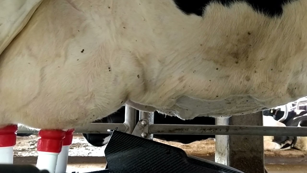 Lely Astronaut A5 - como funciona