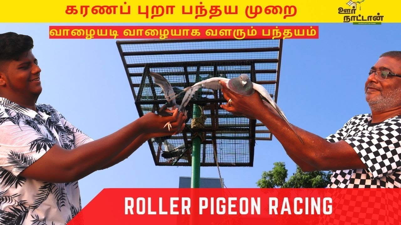 கரணப் புறா / சாதா புறா பந்தயப் பயிற்சி  / Racing Pigeon /Oor Naattan