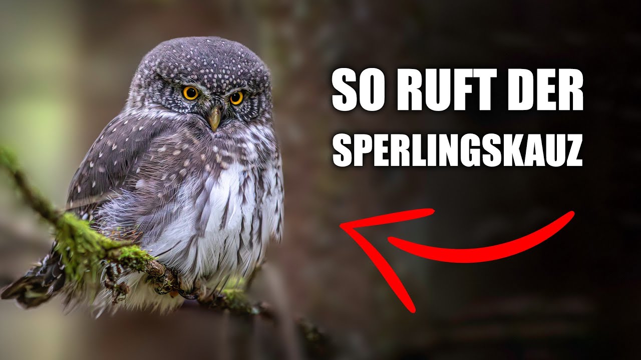 Sperlingskauz - Vogelstimmen lernen