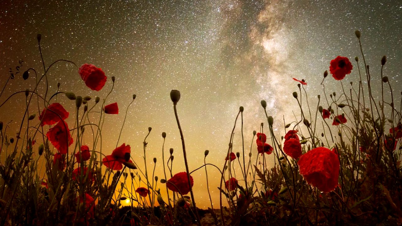 Día Sexto - Tiempos de Cambio VII (Amapolas)