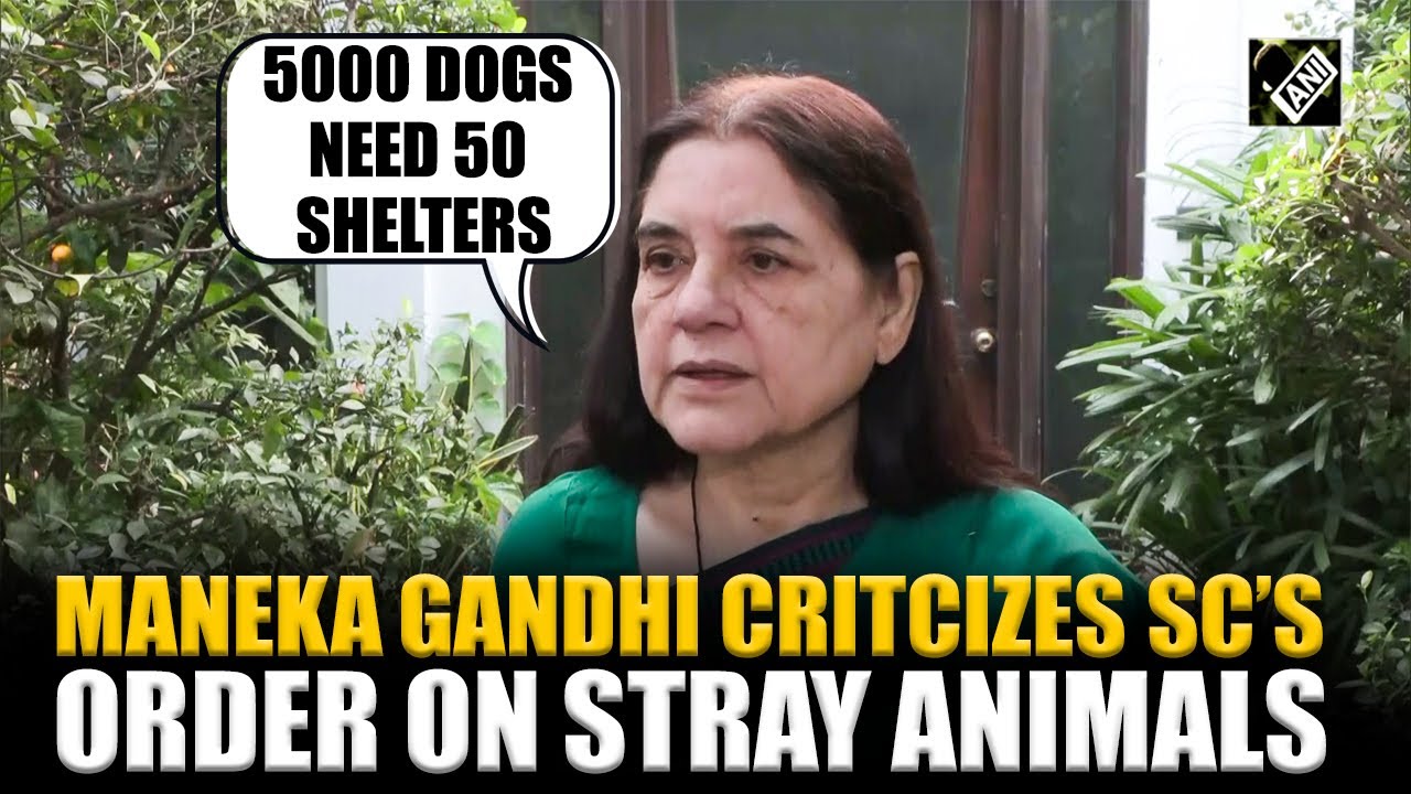 «Хуже, чем предыдущее решение», — критикует Манека Ганди указ Верховного суда о бродячих животных