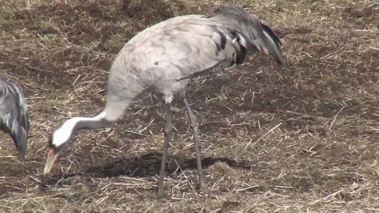 Tranor Common Crane vid Hornborgarsj&ouml;n