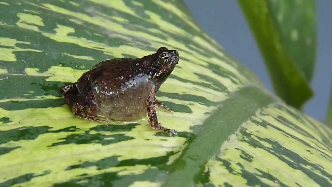 Engystomops pustulosus (Tungara frog - rana tungara o sapito tungara) Video 01