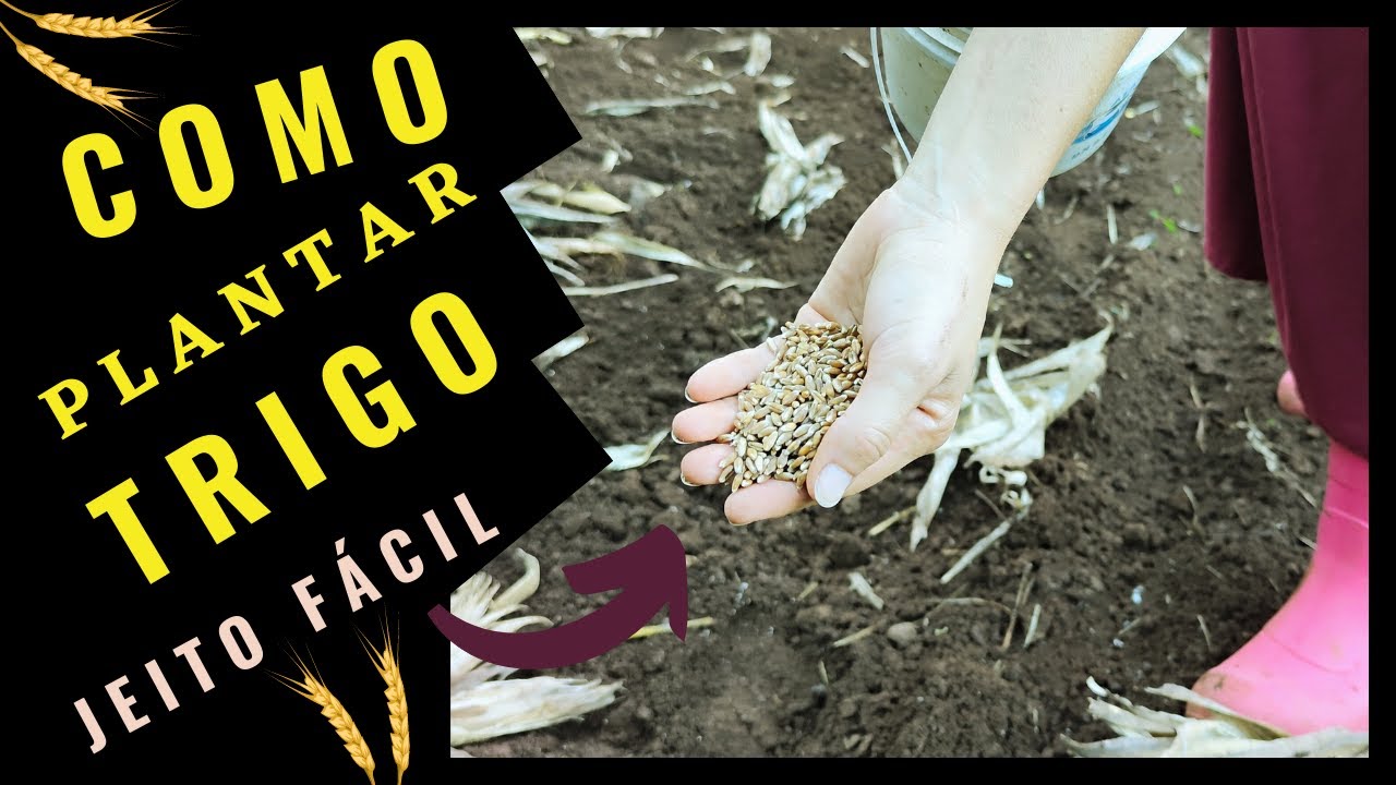 🔴 MELHOR Jeito de  Plantar TRIGO Corretamente - Guia COMPLETO