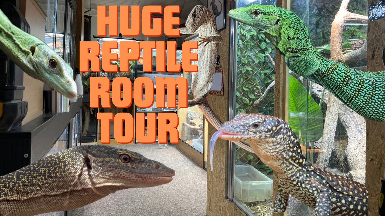 MONITOR LIZARD REPTILE ROOM TOUR! plus geckos