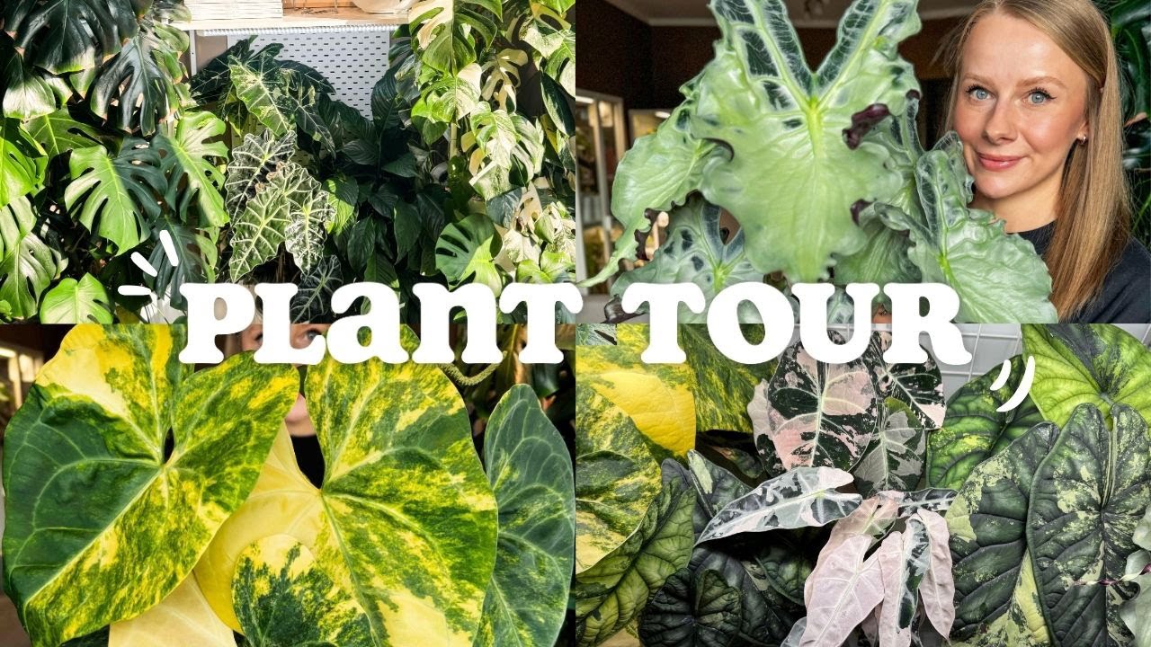 PLANT TOUR 🌱 / Przegląd mojej całej roślinnej kolekcji / Alokazje, anthuria, monstery