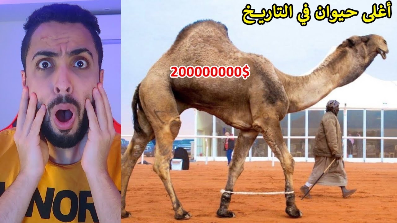 أغلى جمل في العالم قيمته 200 مليون ريال!!😱⛔️