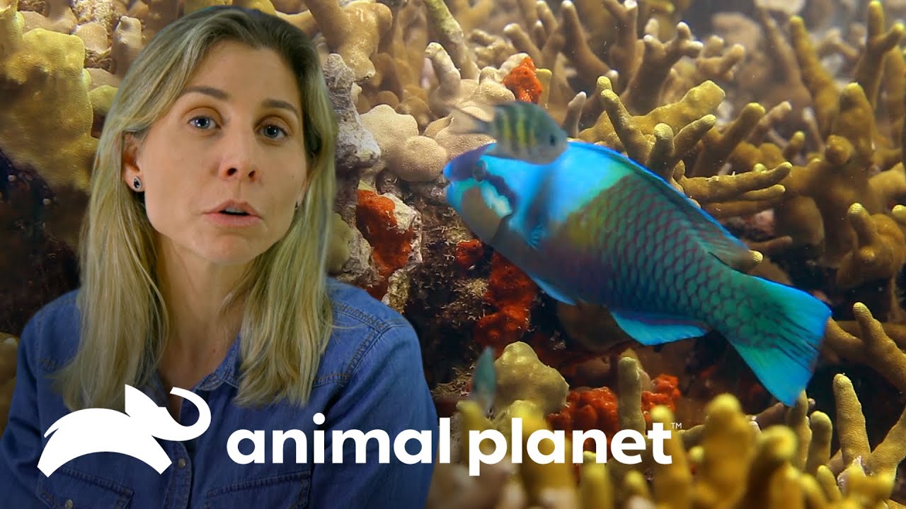 O incr&iacute;vel peixe-papagaio: uma esp&eacute;cie capaz de mudar de cor | Vida no azul | Animal Planet Brasil