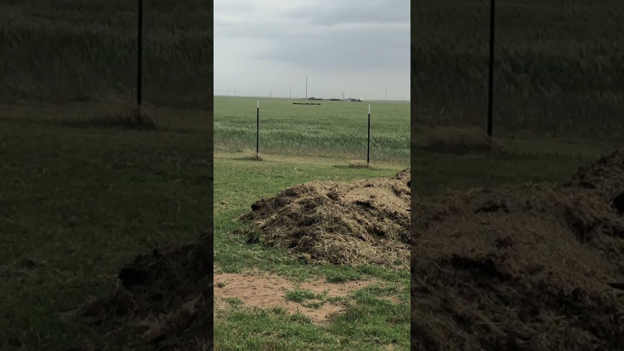 Wild hogs running through the wheat fields in Texas