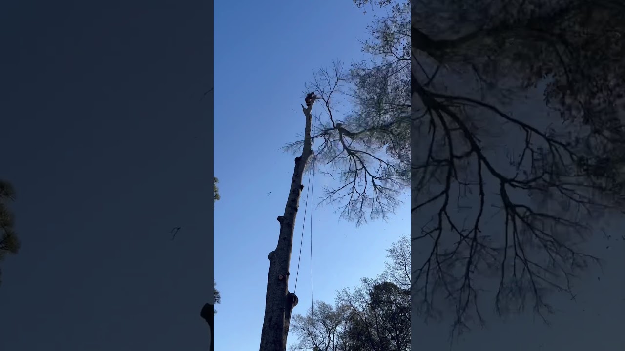 Everybody #treemoneyninja #treebiz #treework #treeworker #treeservicesnearme