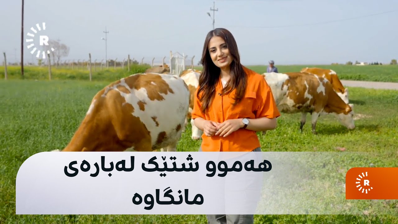دکتۆر لۆنا باسی مانگا دەکات: زۆر نەوسنە و بەدەم خواردنەوە دەتوانێت 15 کیلۆمەتر ببڕێت