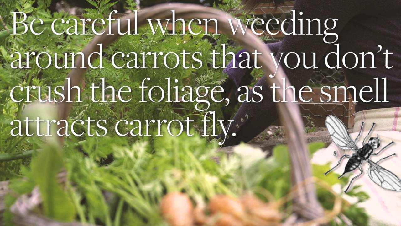 Top Tip for Weeding Carrots