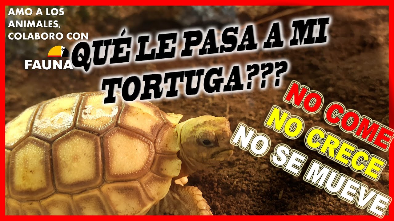 Que le pasa a mi Tortuga?? ERRORES y SOLUCIONES más comunes | Como cuidar tortugas