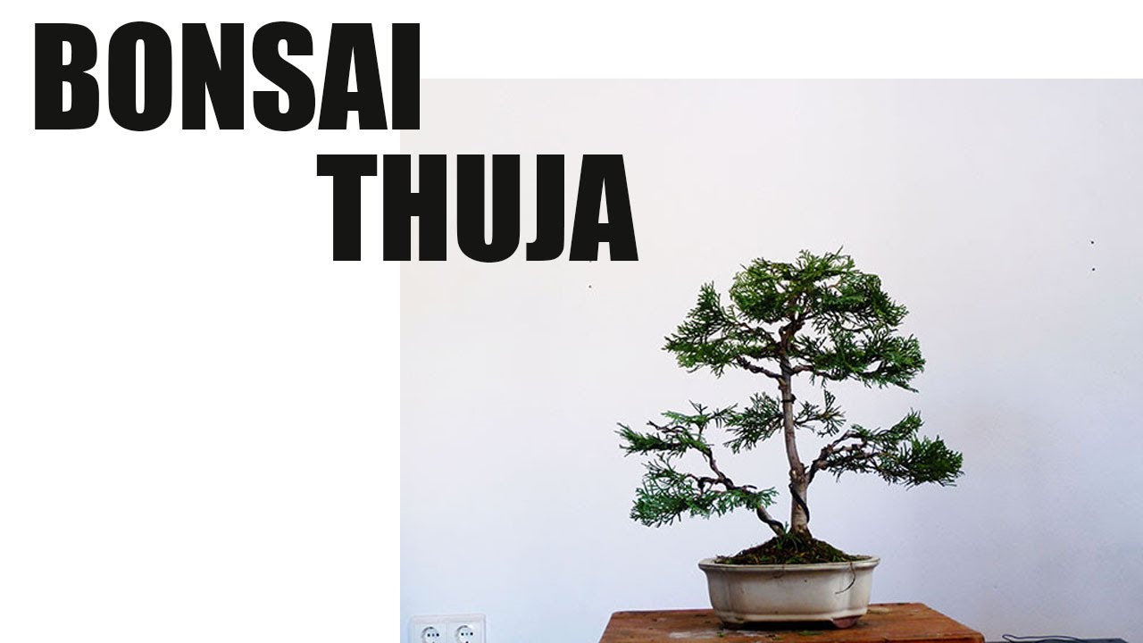 Cómo hacer un bonsái de thuja FACIL