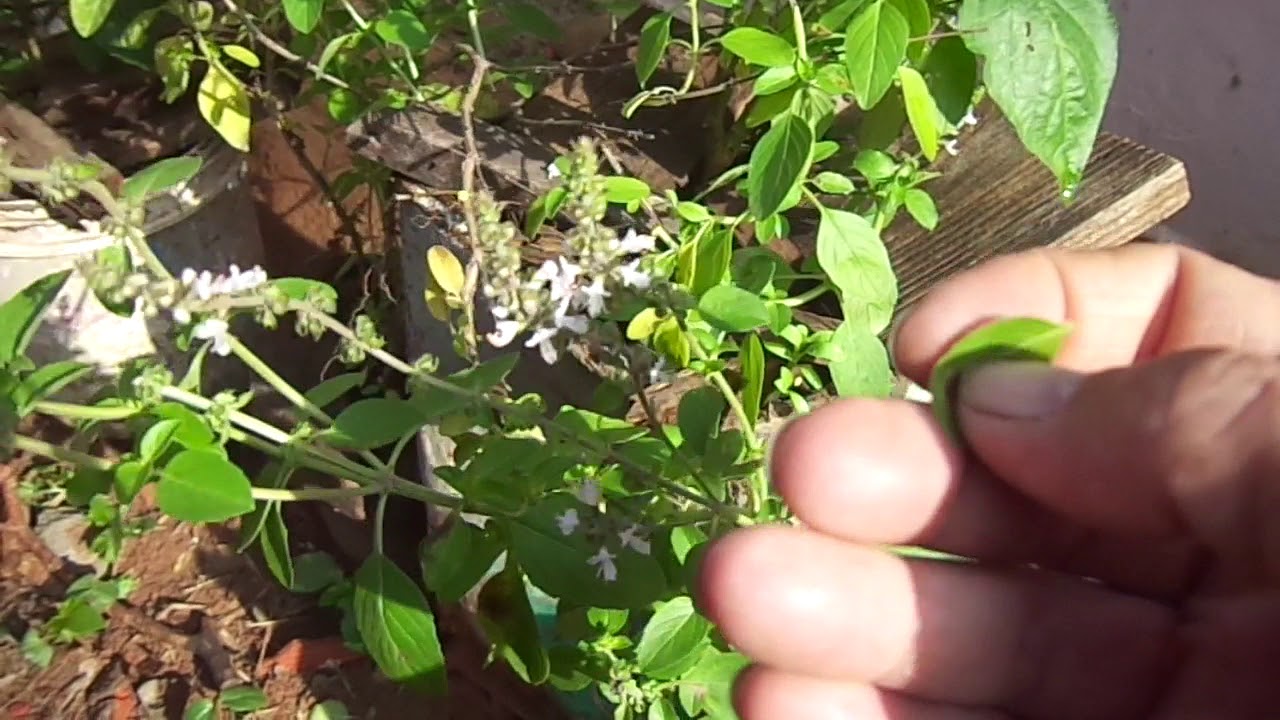 Pimenta Cumari silvestre