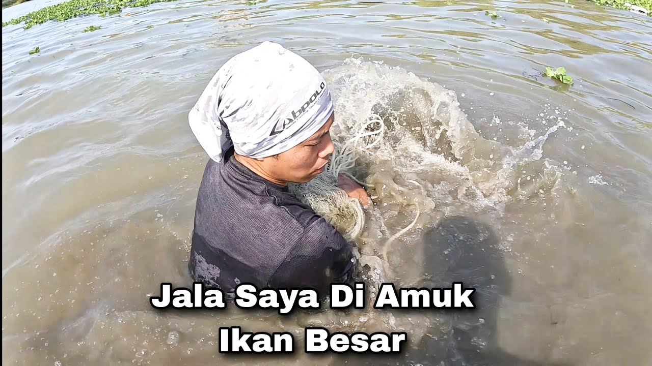 Detik Detik Menegangkan Saat Jala Ikan, Seekor Gabus Besar Menghajar Jala Saya / Net Fishing