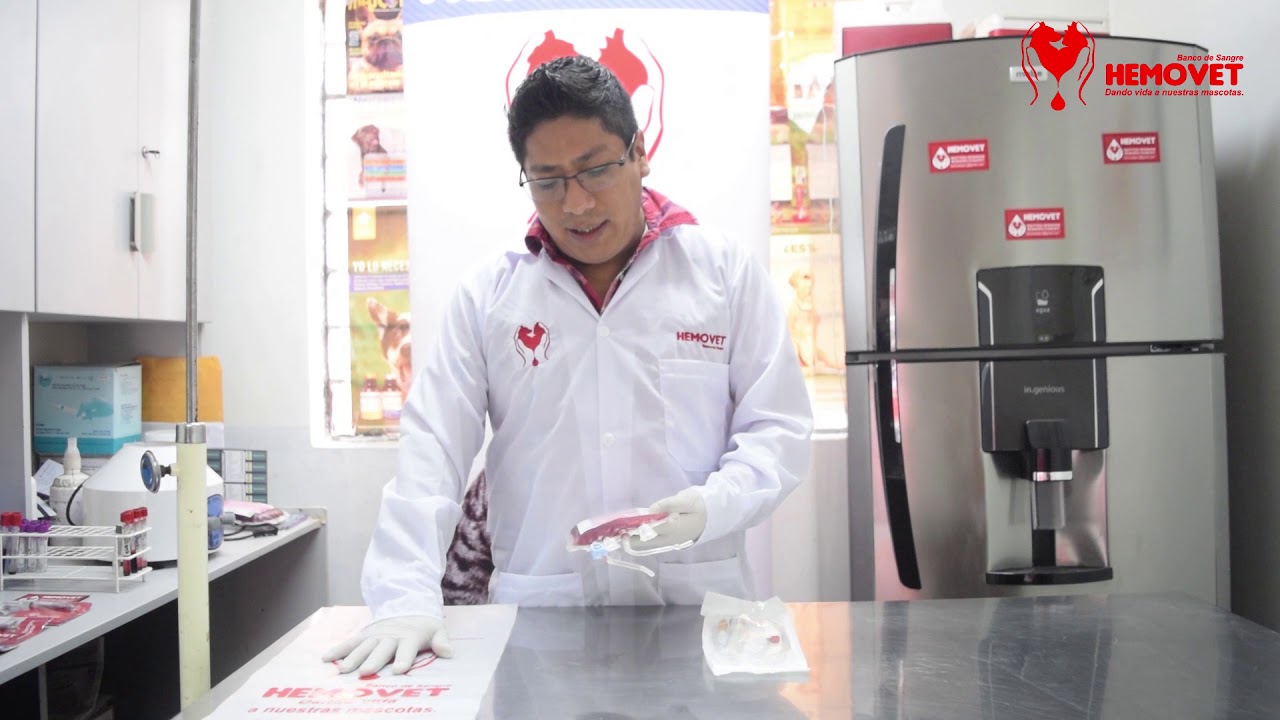 Banco de sangre veterinario. Como preparar la unidad antes de transfundir. HEMOVET PERÚ
