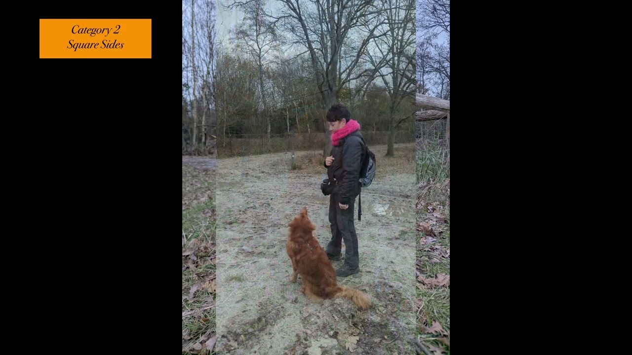 Dog Parcour specialist Around Level 3