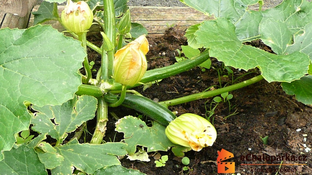 Jak pěstovat zelenou cuketu ze semen. Cucurbita pepo