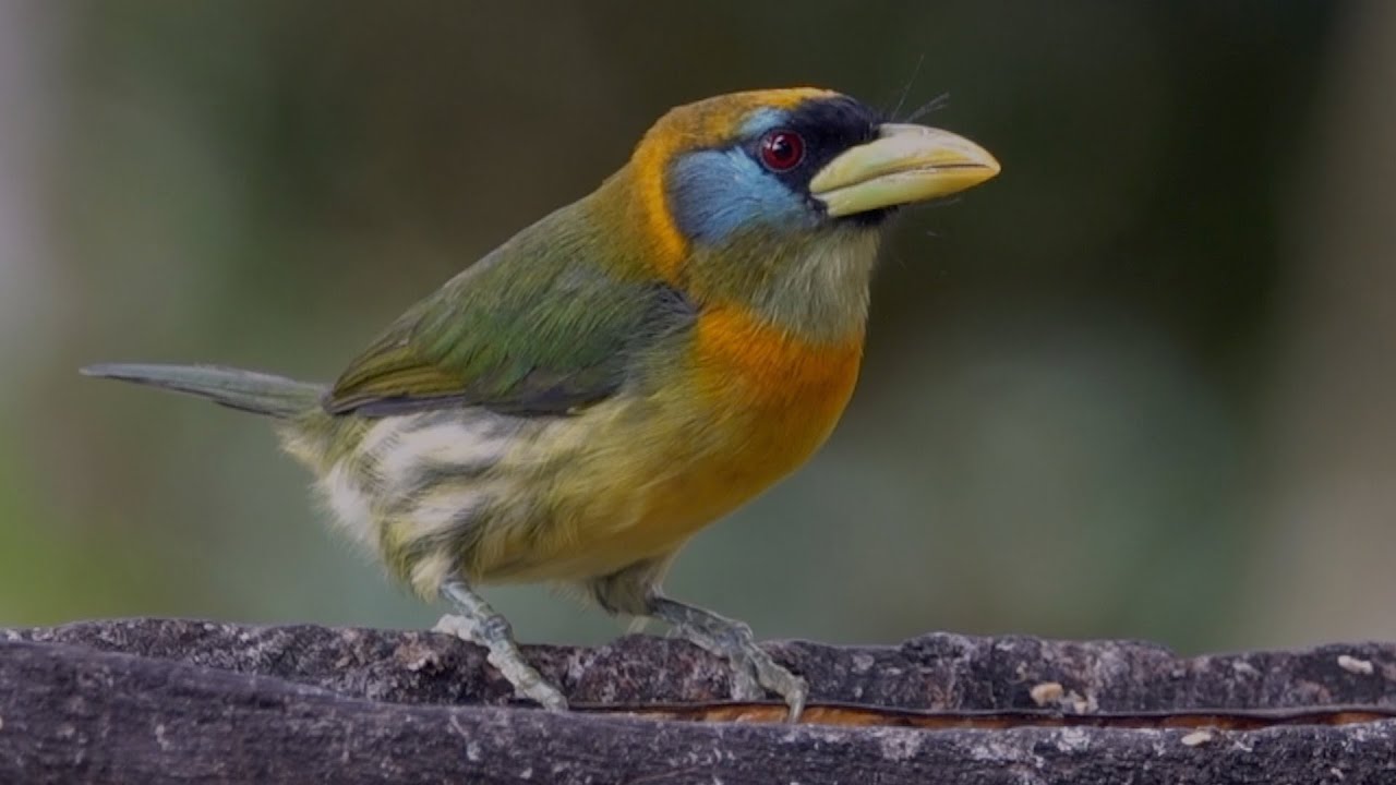 BIRDING ECUADOR by Alana and Greg Dare