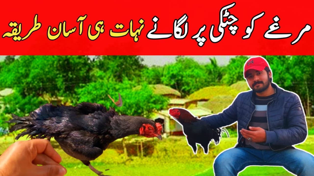 Aseel Murga ko Chutki per lagane ka tarika | Aseel Murga ko Chutki per kesy Lagaen 🤔