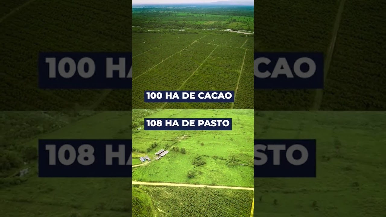 Finca Cacaotera en Venta. #fincaenventa #hacienda #cacao #inversionesinmobiliarias #casaenventa