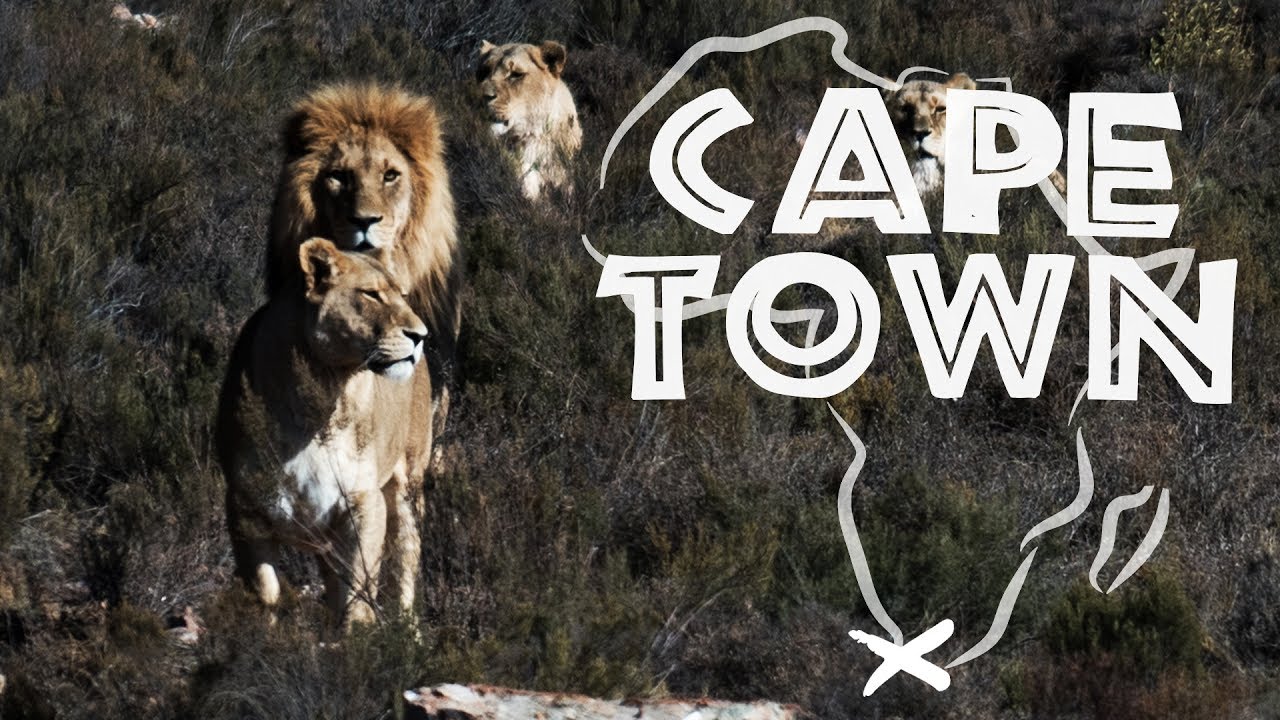 AFRIQUE DU SUD - Le Roi de la Savane