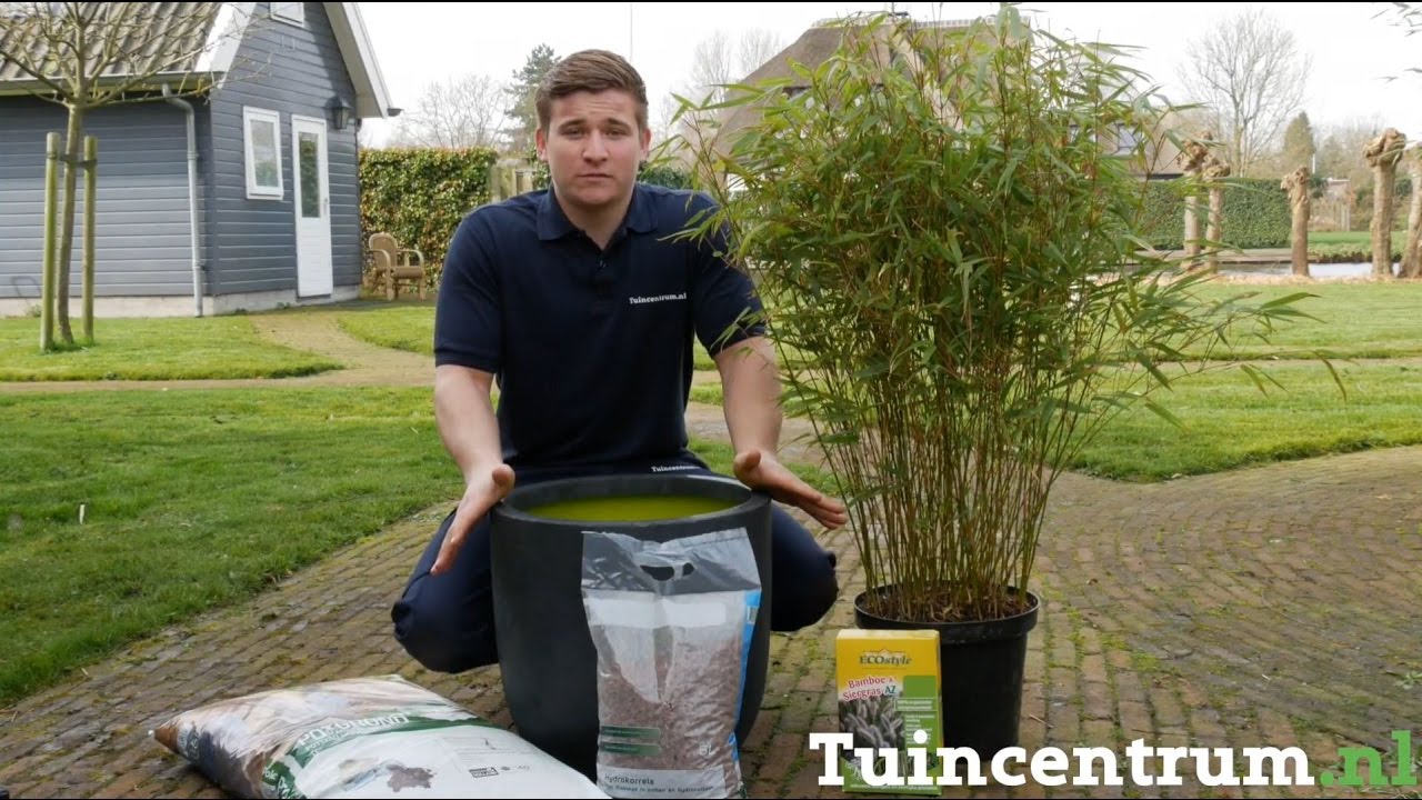 Bamboe planten in de tuin