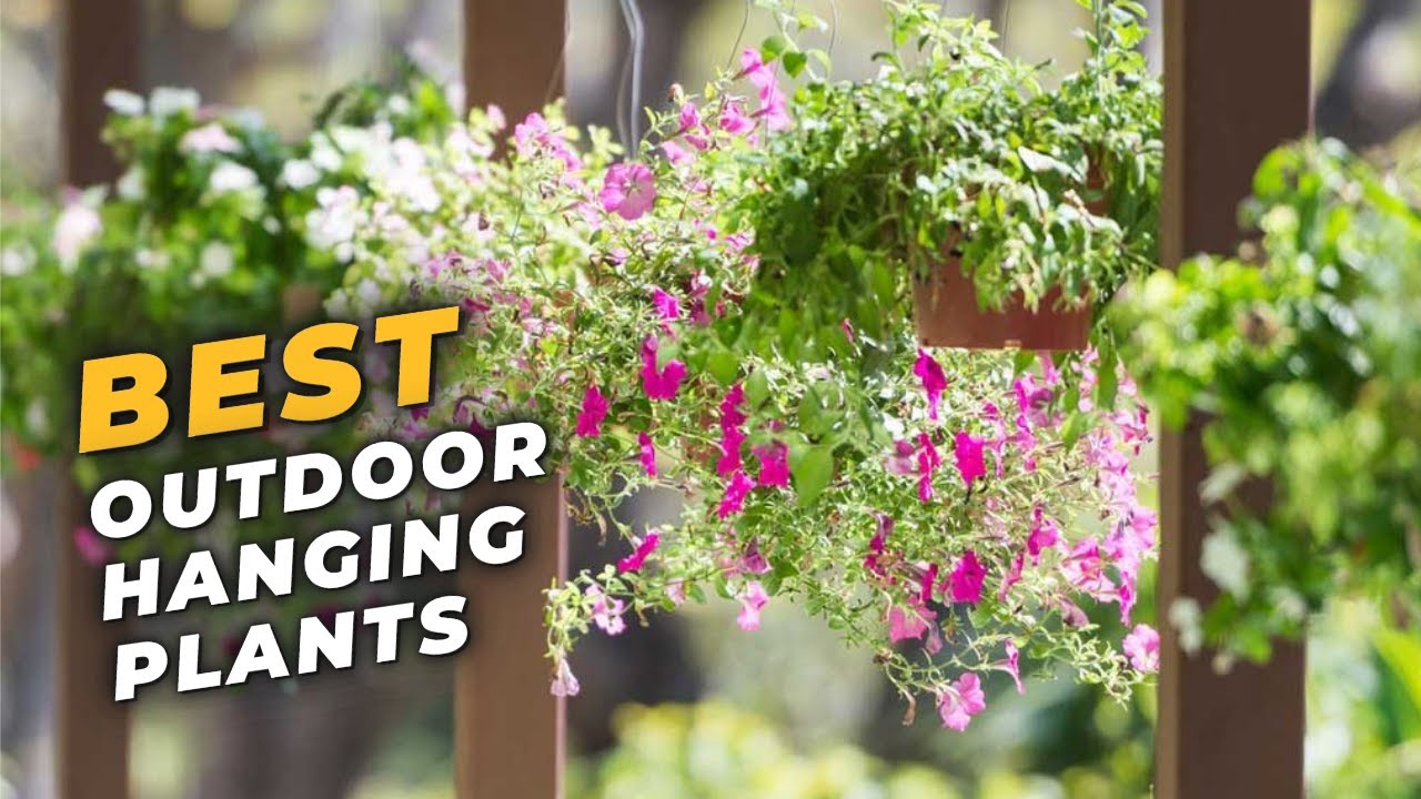 Best Outdoor Hanging Plants For Summer - Give a Vibrant Look