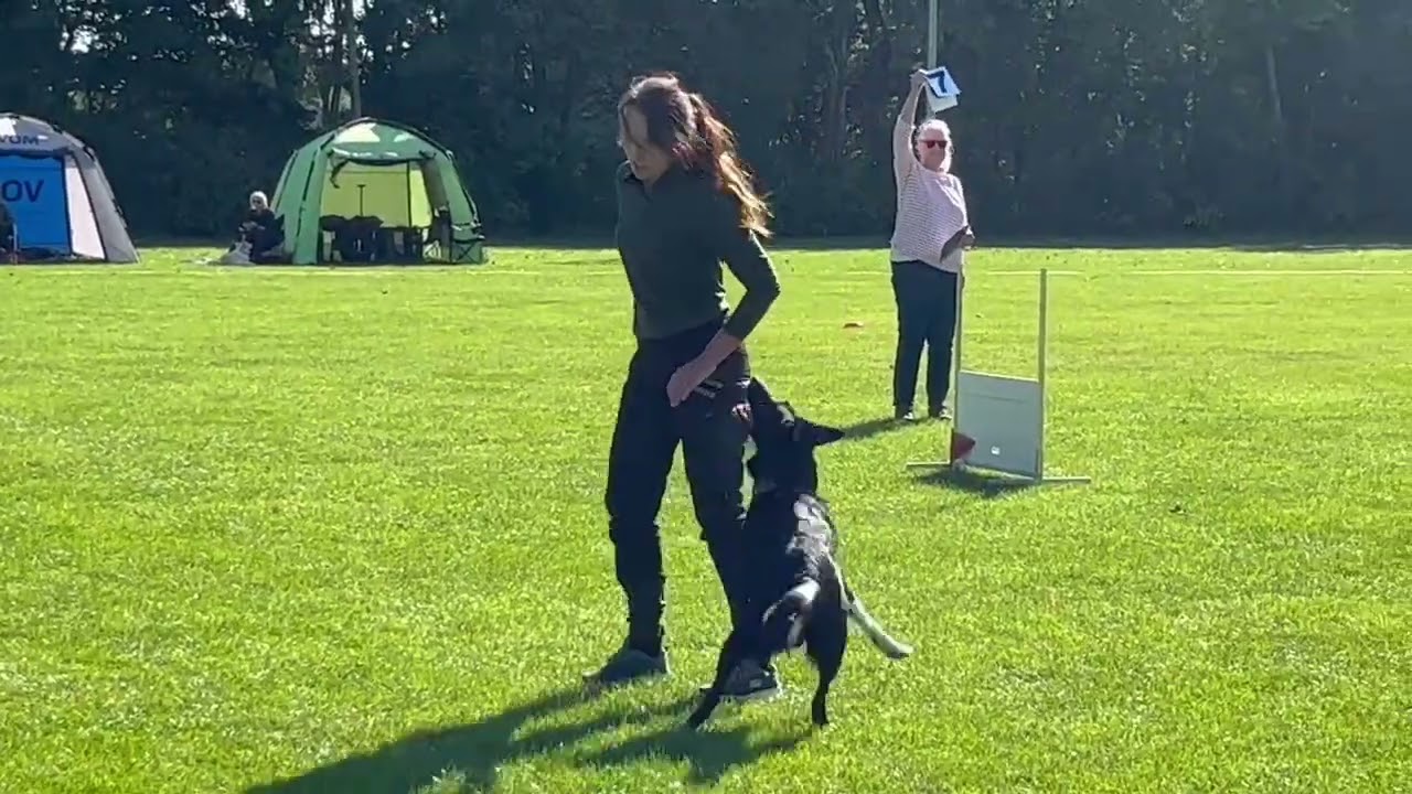Competition FCI obedience, - Rayder, 2th place. 11/9/22,